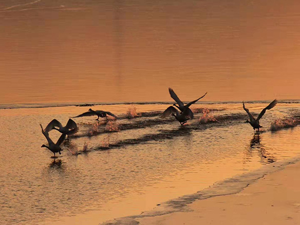 412MW！錦州陽(yáng)光獲國(guó)電投青海高效雙面組件訂單